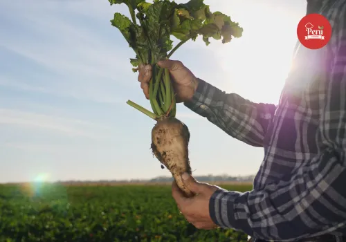 Cómo se produce el azúcar de remolacha cómo se produce el azúcar de remolacha