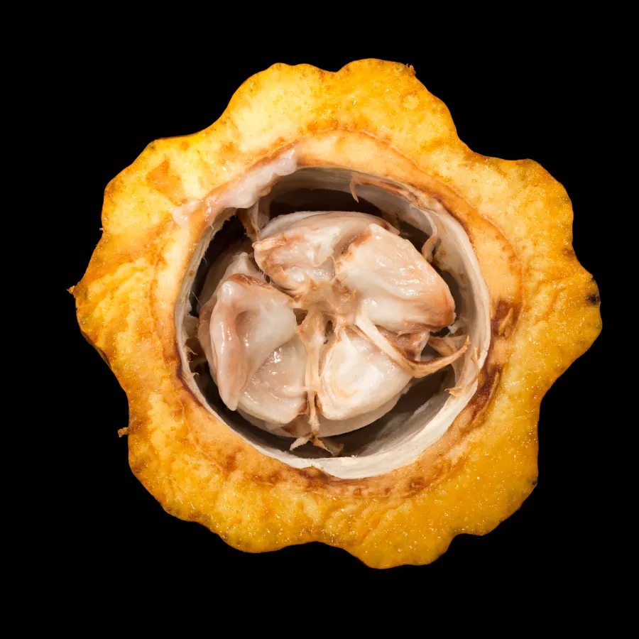 Corte de una mazorca de cacao con las semillas cubiertas de pulpa blanca Corte de una mazorca de cacao con las semillas cubiertas de pulpa blanca