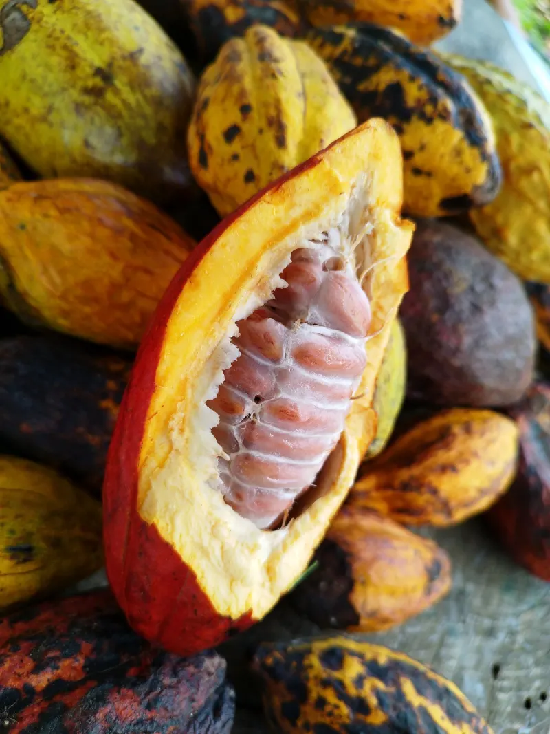 Mazorca de cacao abierta con semillas y pulpa blanca entre mazorcas amarillas y rojizas Mazorca de cacao abierta con semillas y pulpa blanca entre mazorcas amarillas y rojizas