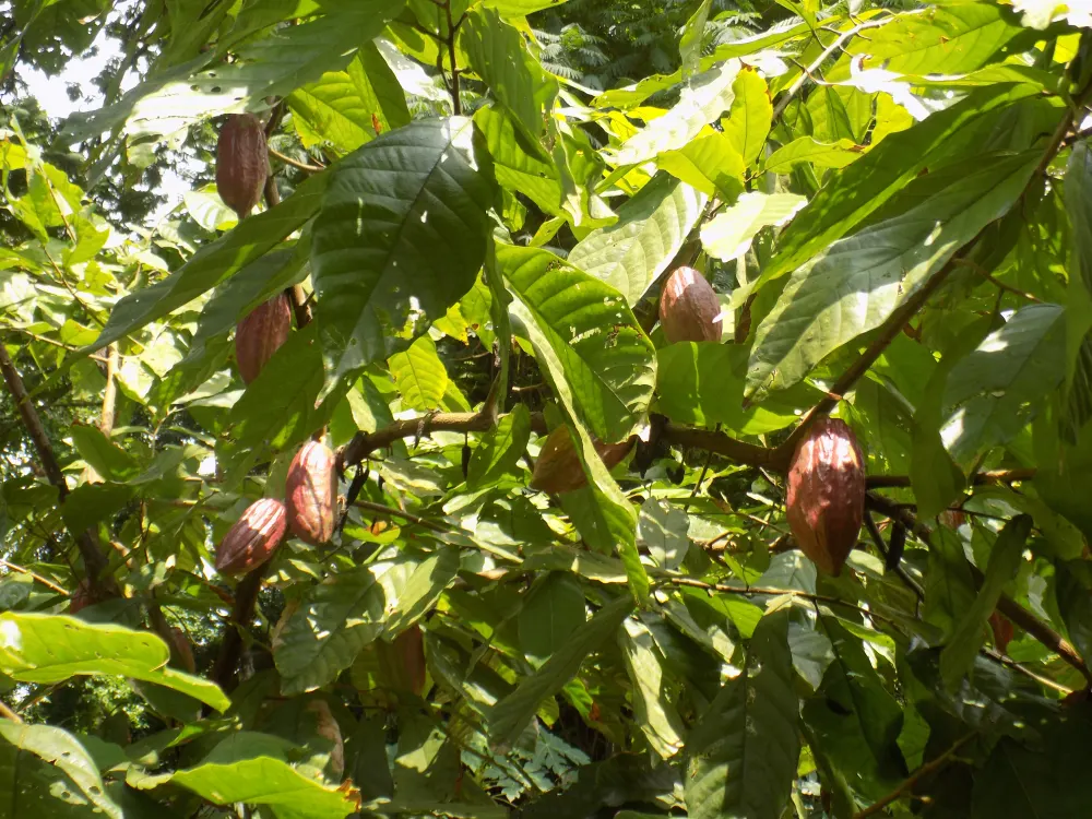 Mazorcas de cacao creciendo en el árbol entre hojas verdes Mazorcas de cacao creciendo en el árbol entre hojas verdes